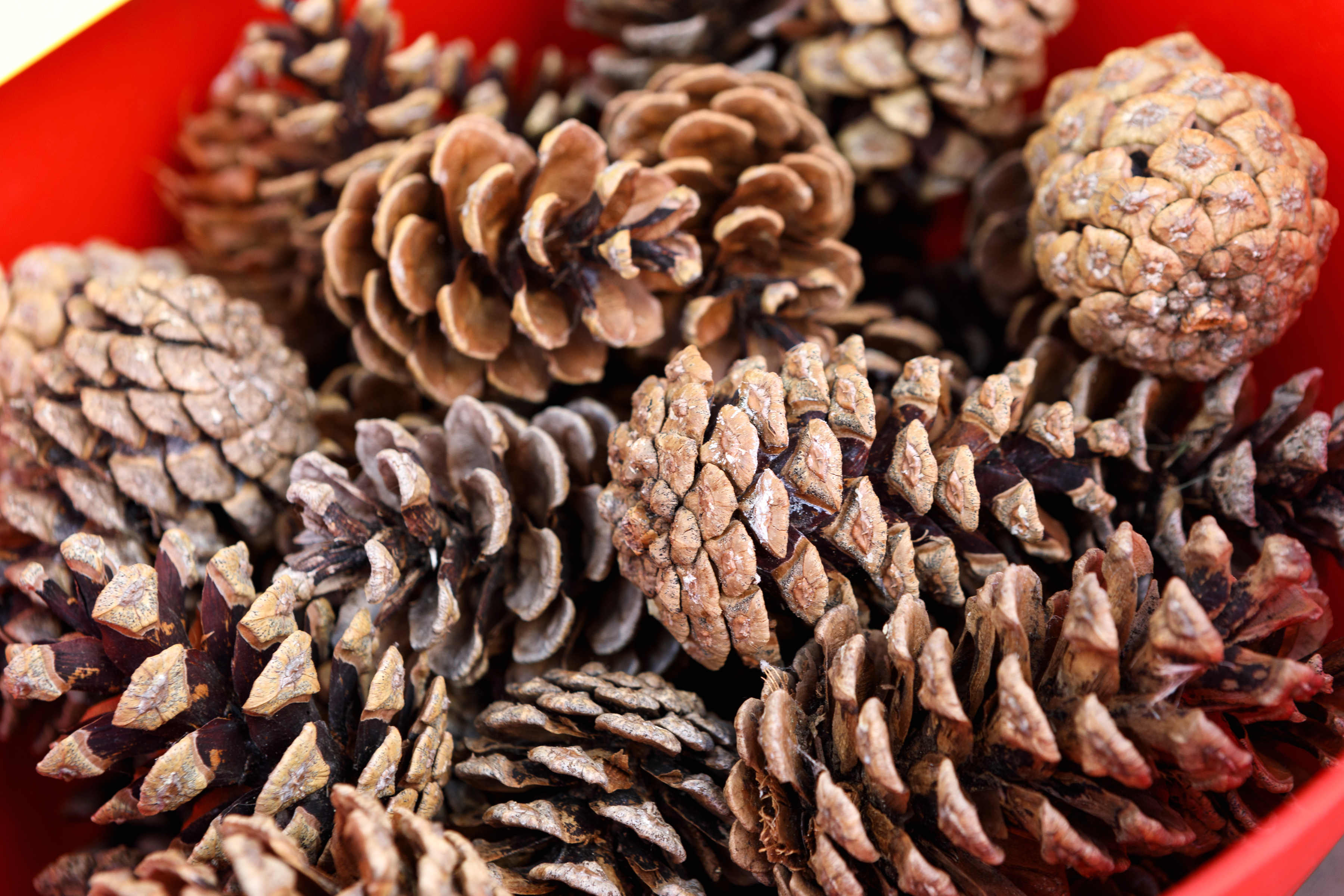 Charlotte-Gale-Photography-Knaresborough-Christmas-Market-12x8-1296.jpg